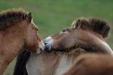 I cavalli di Przewalski dopo secoli ritornano nella pianura kazaka
