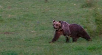 Abruzzo, un orso marsicano trovato morto: "Perdita enorme"