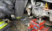 Torino, il cane Limo finisce sotto un tram: salvato dai pompieri