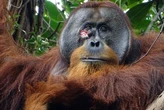 L'orango Rakus è il primo animale a curarsi da solo una ferita con le erbe