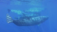 Gli scienziati sono più vicini a capire cosa dicono i capodogli