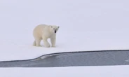Wwf: c'è una nuova tecnologia per la salvaguardia dell'orso polare