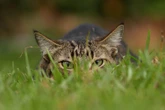I gatti, se lasciati liberi di cacciare, sono "una piccola bomba ecologica"