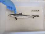 In Brasile catturati 13 squali selvatici positivi alla cocaina