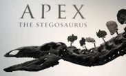 Apex, uno stegosauro di 8 metri, va all'asta a New York per 4-6 milioni $