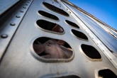 La Ue vuole viaggi più brevi per gli animali da allevamento