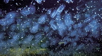 Non solo granchio blu: le noci di mare e i danni in laguna