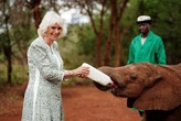 Carlo e Camilla in Kenya fanno visita all'orfanotrofio degli elefanti