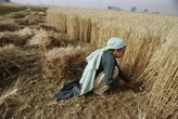 The rise of algorithmic agriculture? AI steps in