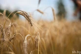 Узнали, как повлияли климатические сюрпризы на уборочную кампанию в Светлогорском районе