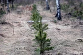 За 8 месяцев 2025 года новые леса в Беларуси созданы на площади 27 тысяч гектаров