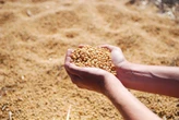 SuperAgro: evento da EXAME terá painel para startups do ramo