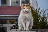 Cientistas estudam morte de uma gata por covid-19 em Caxias do Sul