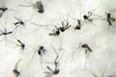 Startup quer combater a dengue alterando a genética dos mosquitos