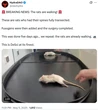  Research DAO claims paralyzed rats recover after spinal cord fix 