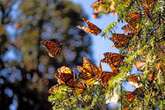 Migración de la mariposa monarca, en peligro por el uso de pesticidas   