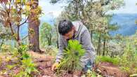 Siembran en zona amapolera de Guerrero 18 mil pinos y encinos    