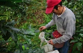 Empresas “castigan” precios: caficultores   