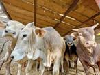 Exportación de becerros cae 60%; influye el gusano barrenador   