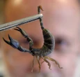 Picaduras de animales ponzoñosos saturan los sistemas de salud en AL   