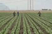 Escala EU la cacería de migrantes a campos agrícolas en California   