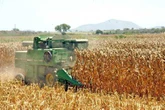Importación de maíz blanco  se cuadruplica   