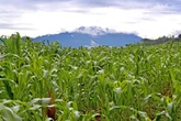 Bajó 3.1% importación de granos durante el primer cuatrimestre    
