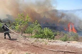 Incendios consumen 10 mil hectáreas de cultivos en Siria   