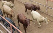 USDA: a finales de año se reanudará importación de ganado desde México   
