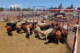 Chihuahua exportará 2 mil 300 reses diariamente   