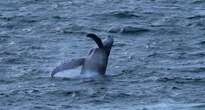 Temporada  de ballenas  en el Pacífico   