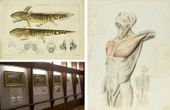 El Museo Nacional de Arte invita a descubrir el ojo científico de José María Velasco   