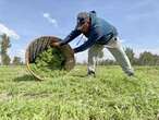 Prevén consultores caída en la producción agrícola nacional   