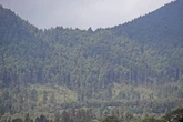 Propone el Partido Verde incluir a los campesinos forestales en el programa Sembrando Vida   