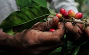 Caficultores mexicanos, ajenos al disparo de los precios internacionales del grano   