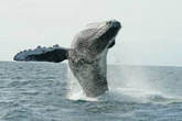 Nadadora cruzará 43 km de mar para sensibilizar sobre la ballena jorobada   