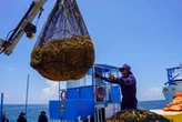 El Caribe que conocíamos ya no existe, debido a la crisis del sargazo   