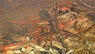 Tragedia en planta de explosivos en Tenesi   