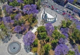 Jamoncillo, raspados, chamoy y jacarandas son algunos de  los aportes de Japón a México   