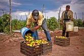 Con tarifa al jitomate mexicano, exportaciones caerán 25%: GCMA   