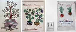 Observan con mirada creativa manuscrito prehispánico sobre plantas medicinales   
