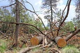 “México vive una tragedia ambiental”   
