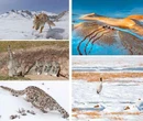 Aflora en Madrid la belleza escondida de los animales salvajes de China   