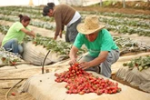Berries, el agroalimento más rentable del campo mexicano