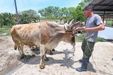 Agradece Cuba a China envío de 15 mil toneladas de arroz   