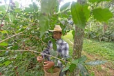 Productores de café de Veracruz incursionan en la rotación de cultivos   