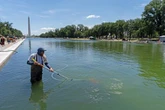 Brote de algas en National Mall, por vandalismo: Trump   