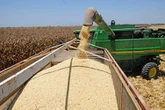 Importación de granos en los primeros meses crece 6.4% interanual   