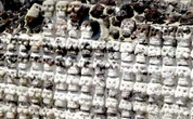 El Huei Tzompantli fue “un templo generador de vida para los mexicas”   