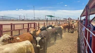 Exportación de carne creció 36% entre enero y mayo de 2026   